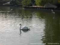 Benalmadena La Paloma Park Swan
